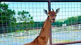 Tennessee zoo says it has welcomed a spotless giraffe — what should her name be? Vote now!