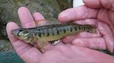 Roanoke Logperch ‘king of darters’ no longer at risk of extinction