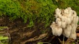 Could lion's mane mushrooms be the answer to your brain fog?