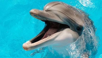 Hallaron un delfín en Florida infectado con gripe aviar