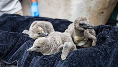 Santa Barbara Zoo welcomes three new Humboldt baby penguins