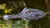 Florida man bitten by 11-foot alligator while walking dog