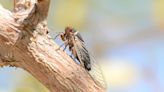 Cicadas will soon descend on Las Vegas—but not the ones you think