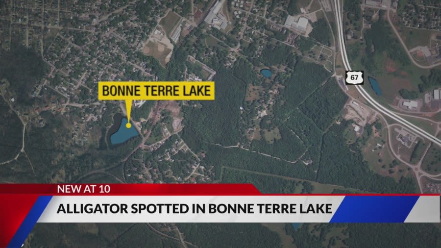 Small alligator spotted in Bonne Terre Lake