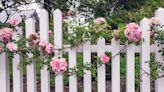 How to Plant and Grow Climbing Roses for Pretty Privacy — It's Time to Add Fragrance and Foliage to Your Plain Fence