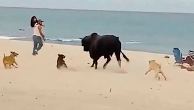 Toro perseguido por perros ataca a turista en playa de Los Cabos [VIDEO]
