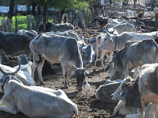 24 held for killing cows and oxen in Madhya Pradesh; police say conspiracy to slaughter them hatched in Nagpur