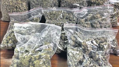 DRI seizes hydroponic weed worth ₹5 cr