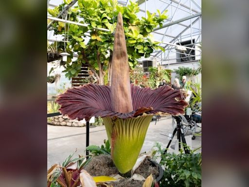 Photos: Corpse flower blooms at Colorado State University