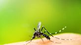 Gobernación confirma que hay más de 5 mil casos de dengue en Cundinamarca