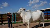 全球最貴母牛要價1.3億 巴西牛肉盼靠牠風行全球