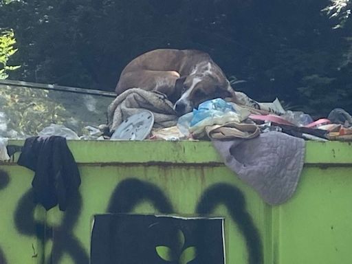 S.C. Rescue Saves Dog Left in Dumpster from Being Put Down: She Wants 'to Be Given a Chance' (Exclusive)