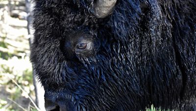 83-year-old woman gored by bison at Yellowstone National Park