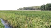 Are all wetlands 'waters of the United States?'