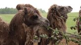 Children celebrate birthday of one-eyed camel