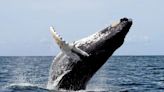 Regresan las ballenas: avistaje y conservación en Caleta Olivia y Golfo San Jorge