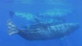 抹香鯨會溝通 研究：如摩斯密碼 抑揚頓挫有一套