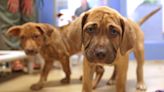 Waukesha officials are considering a law that would prohibit pet stores in the city from selling dogs, cats and rabbits