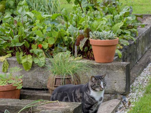 These 5 magic words are the secret to a thriving vegetable garden, according to experts