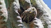Lawsuit seeks to protect threatened owls from being bulldozed by proposed Arizona highway