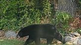 Police warn residents after black bear reported in Haverhill - The Boston Globe