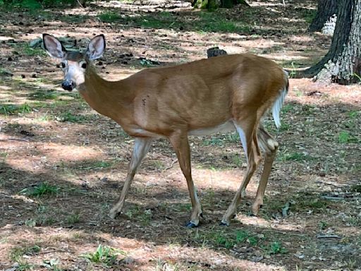 Pennsylvania House passes bill to expand hunting to Sundays