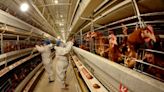 Sonoma County lifts bird flu advisory after 1.2M euthanizations