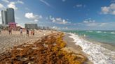 5,000-Mile-Wide Seaweed Threatens Caribbean & Florida Beaches