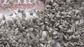 Toxic paralytic shellfish shut down harvesting along entire Oregon Coast