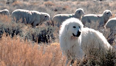 Hiker in French Alps attacked by a pack of Pyrenean mountain dogs