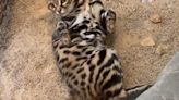 Utah Zoo releases adorable video updates on black-footed cat Gaia