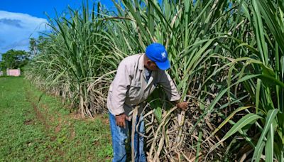 A Cuba, une coopérative sucrière se débat entre coupures d'électricité et pénuries