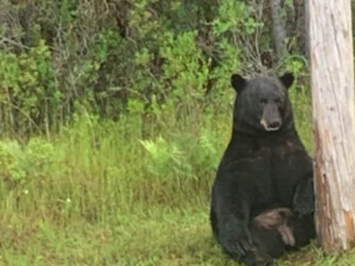 Florida Police Urge Locals To Stop Taking Selfies With ‘Depressed’ Black Bear - News18