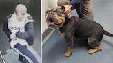 Man filmed stamping on defenceless puppy's head in a lift