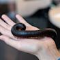 Giant African Millipede Care