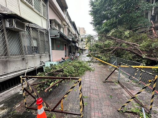 北科大校園約6層樓高樹木疑大雨傾倒 女學生險遭壓傷