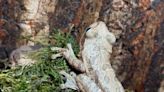 Hitchhiking Cuban banana frog becomes DWR pet after its trip to Salt Lake City