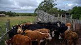 Beef Giants’ Deal Takes a Hit as Uruguay Vetoes Transaction