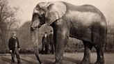 Jumbo The Elephant: The Rise And Tragic Fall Of The 'Largest Animal On Earth'