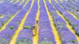 The breathtakingly beautiful lavender farm 6 minutes out of Croydon with 25 acres to explore