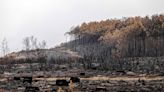 Ancient trees that survived French wildfires are now being felled due to bug infestation