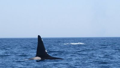 Orca spotted off Cape Cod. Will killer whales attack local white sharks? ‘Time will tell’