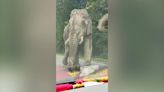 Strolling wild elephant greets drivers as it towers over passing cars in Thailand