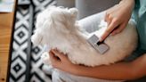 Our essential guide to grooming your dog at home