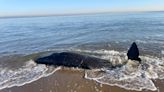 Infant 12-foot sperm whale washes up dead on Keansburg beach