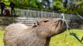 Cape May Zoo’s capybaras find love in their own version of ‘The Bachelor’