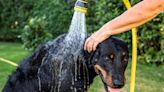 TikTok’s best hacks for how to keep your pets cool in a heatwave