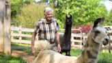 Where do the LeConte Lodge llamas go when they retire? To a slow-paced Tennessee farm