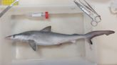 Sharks in Brazil test positive for cocaine, say scientists