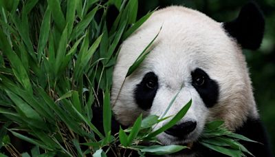 First panda pair to enter the United States in 21 years take off from China